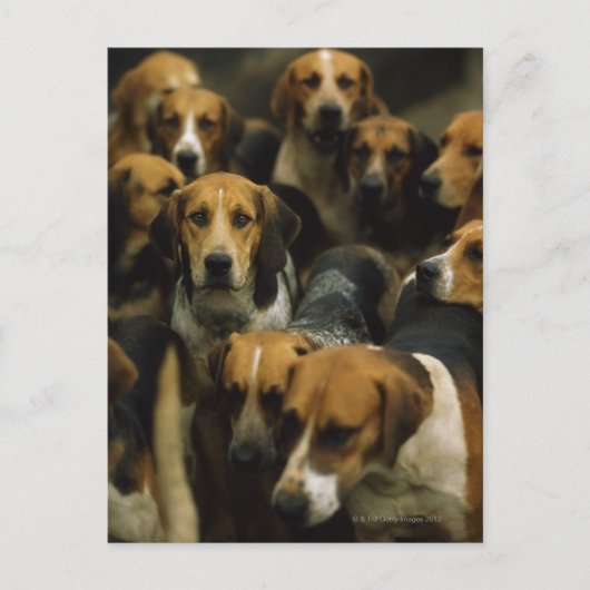 Carte Postale Chasse de foxhounds, Galway Blazers, Irlande (Devant)