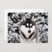 Carte Postale Chasse-neige (Devant / Derrière)