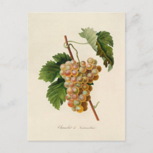 Carte postale Chasselat de Fontainebleau