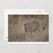 Carte Postale Chasseur (Devant / Derrière)