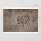 Carte Postale Chasseur (Devant)