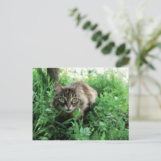 Carte Postale Chat (Debout devant)