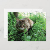 Carte Postale Chat (Devant / Derrière)