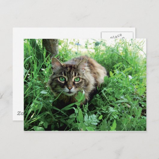 Carte Postale Chat (Devant / Derrière)