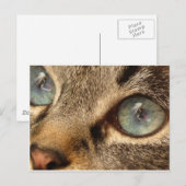 Carte Postale chat (Devant / Derrière)