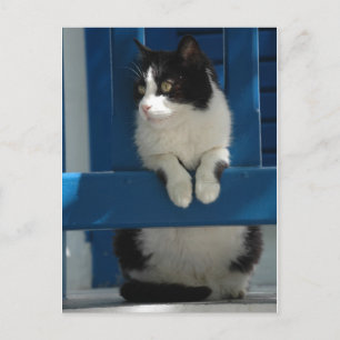 Carte Postale Chat