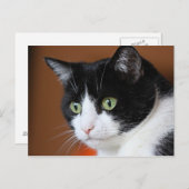 Carte Postale Chat (Devant / Derrière)