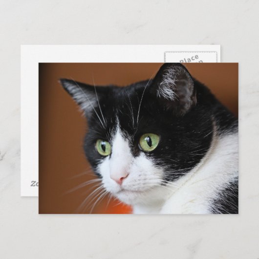 Carte Postale Chat (Devant / Derrière)