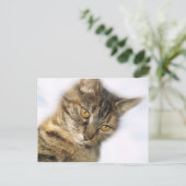Carte Postale Chat (Debout devant)