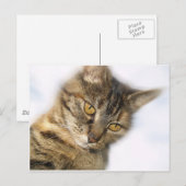 Carte Postale Chat (Devant / Derrière)