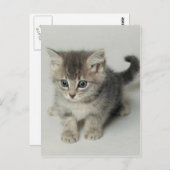 CARTE POSTALE CHAT (Devant / Derrière)