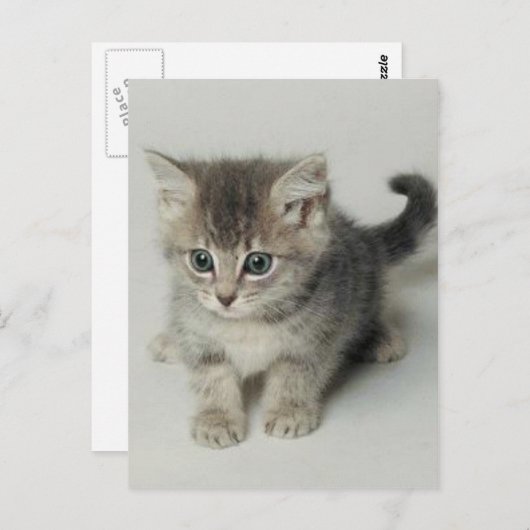 CARTE POSTALE CHAT (Devant / Derrière)