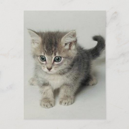 CARTE POSTALE CHAT (Devant)