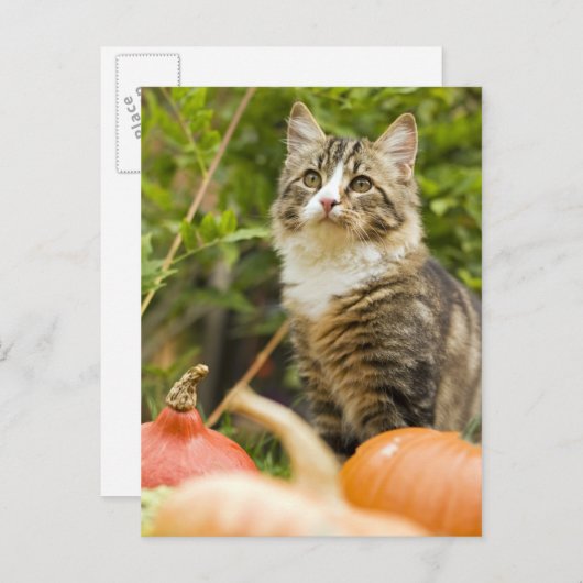 Carte Postale Chat (Devant / Derrière)
