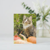 Carte Postale Chat (Debout devant)