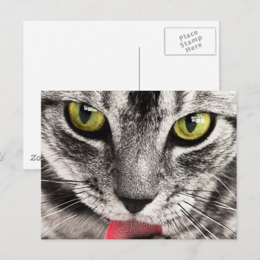 Carte Postale Chat (Devant / Derrière)