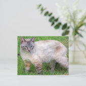 Carte Postale chat (Debout devant)