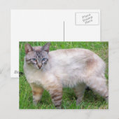 Carte Postale chat (Devant / Derrière)