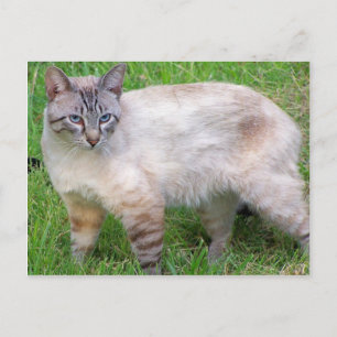 Carte Postale chat