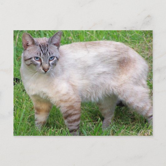 Carte Postale chat (Devant)