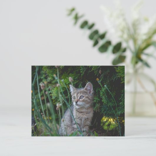 Carte Postale Chat (Debout devant)