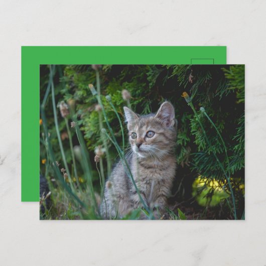 Carte Postale Chat (Devant / Derrière)