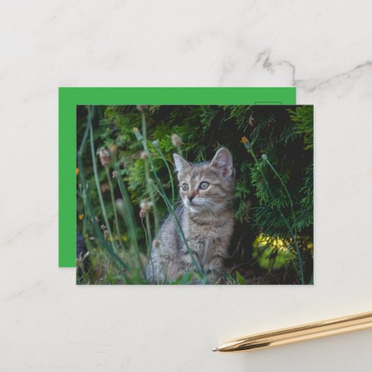 Carte Postale Chat (Devant/Arrière en situation)