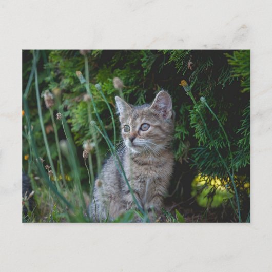 Carte Postale Chat (Devant)