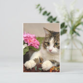 Carte Postale Chat (Debout devant)