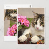 Carte Postale Chat (Devant / Derrière)