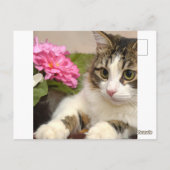 Carte Postale Chat (Dos)