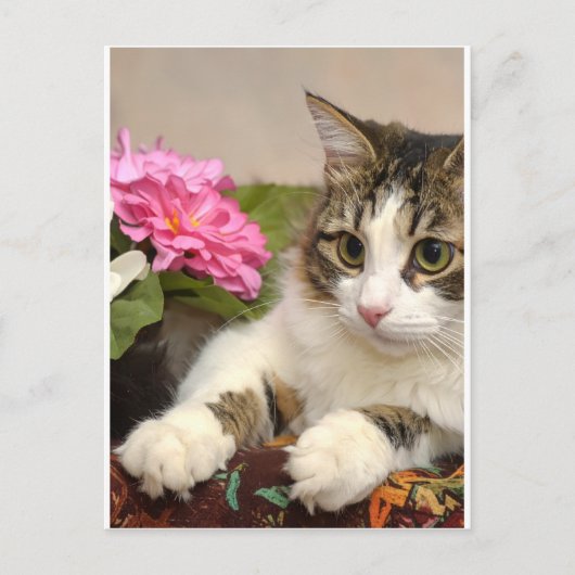 Carte Postale Chat (Devant)
