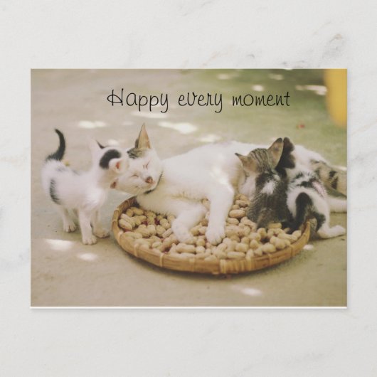 carte postale chat (Devant)