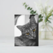 Carte Postale Chat (Debout devant)