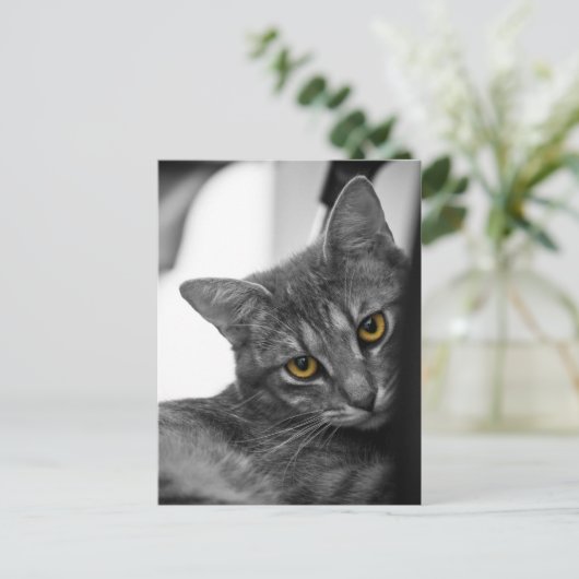 Carte Postale Chat (Debout devant)