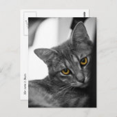 Carte Postale Chat (Devant / Derrière)