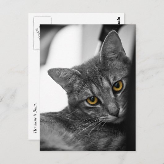 Carte Postale Chat (Devant / Derrière)