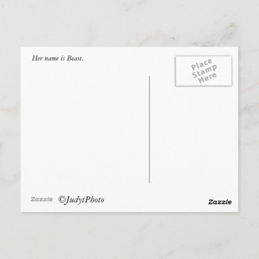 Carte Postale Chat (Dos)