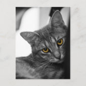 Carte Postale Chat (Devant)