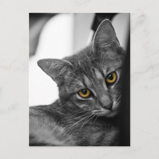 Carte Postale Chat (Devant)