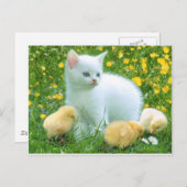 Carte Postale chat (Devant / Derrière)