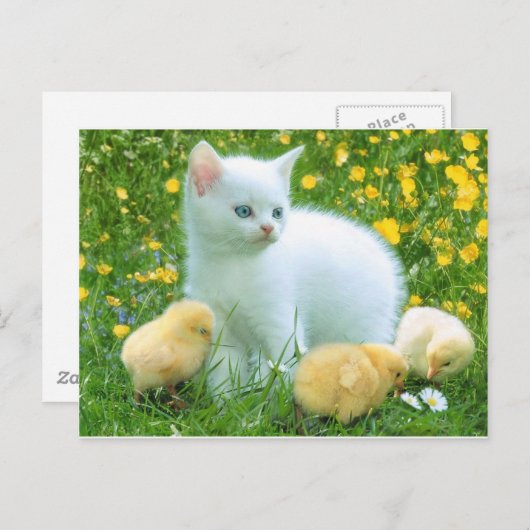 Carte Postale chat (Devant / Derrière)
