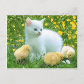 Carte Postale chat (Devant)