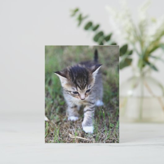 Carte Postale chat (Debout devant)