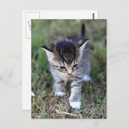 Carte Postale chat (Devant / Derrière)