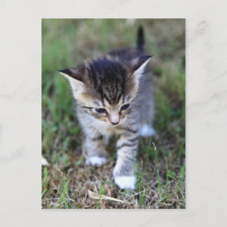Carte Postale chat