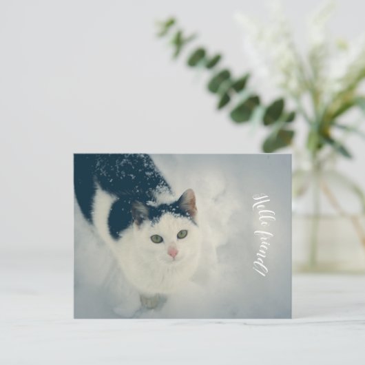 Carte Postale Chat (Debout devant)