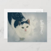 Carte Postale Chat (Devant / Derrière)