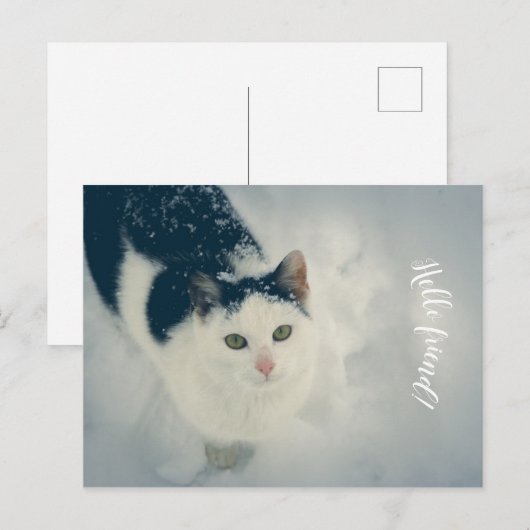 Carte Postale Chat (Devant / Derrière)