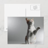 Carte Postale chat (Devant / Derrière)